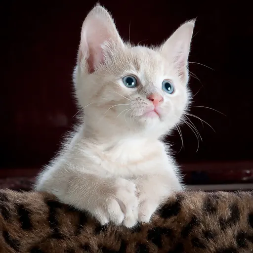 Original photo of a white kitten
